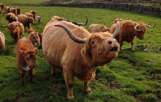 Cream Tea Coo Tour | Kitchen Coos & Ewes