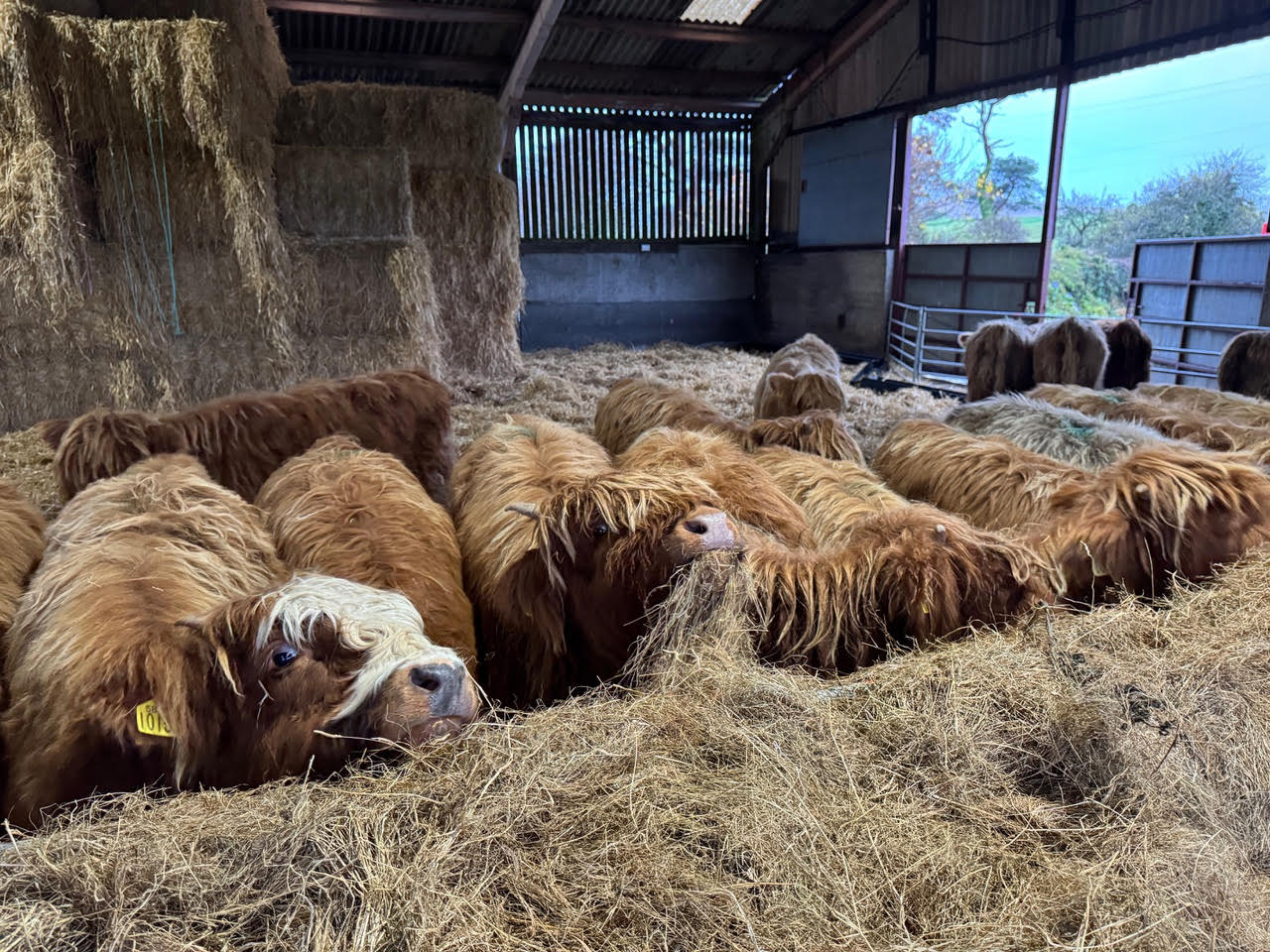 christmas coo 2
