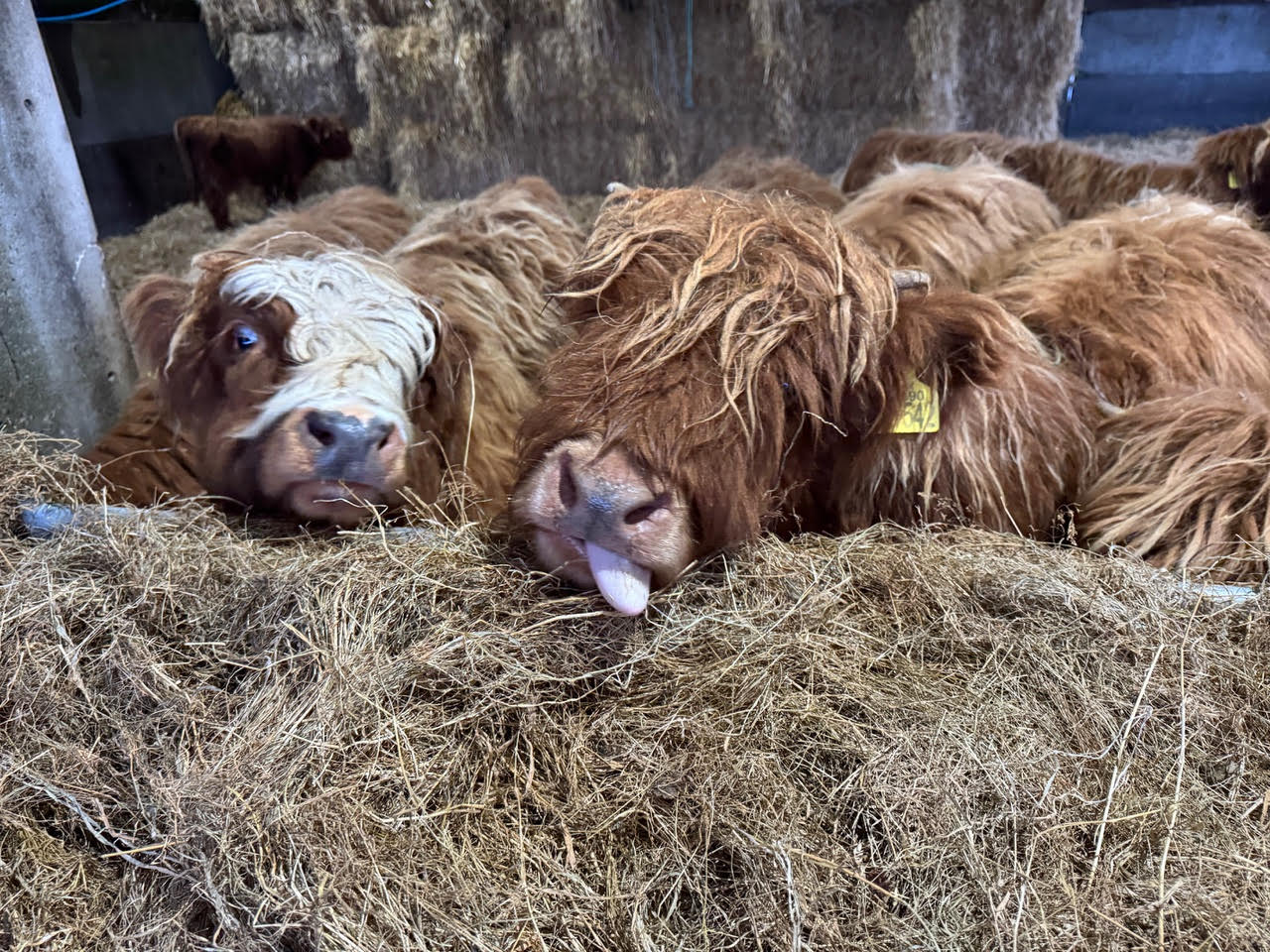 christmas coos 3