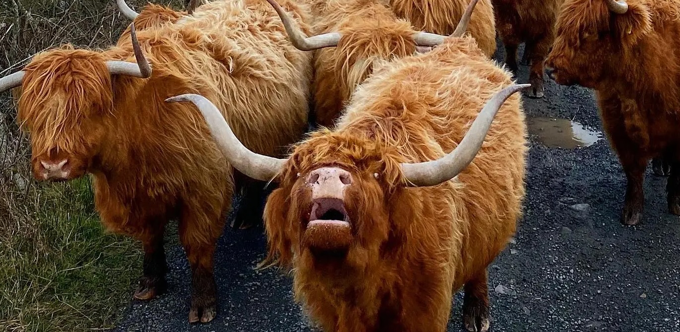 Insta Coo Tour coos copy